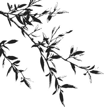 Tree branch sketch hand drawn black and white botanical silhouette &mdash; stock vector