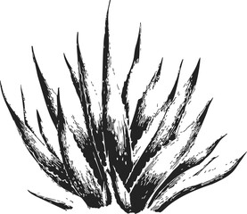 Agave plant sketch hand drawn black and white botanical illustration &mdash; stock vector