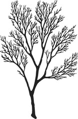 Obraz premium Black coral silhouette sketch, hand drawn branching marine sea plant isolated on white — stock vector