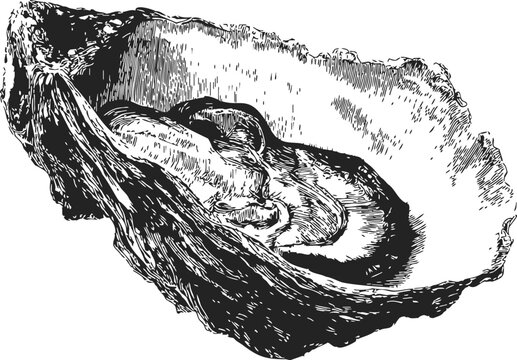 Oyster shell sketch, hand drawn detailed open oyster with textured interior &mdash; stock vector