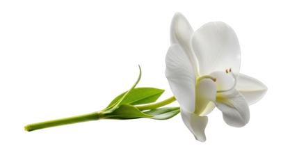 Single White Orchid Flower With Green Stem and Leaves Isolated on Black Background Detailed Macro Photography