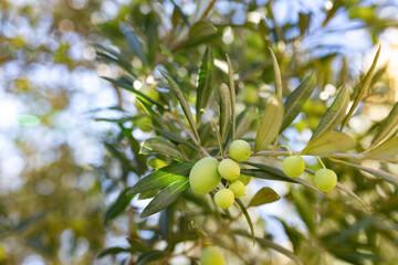 Green olives growing on olive tree branch