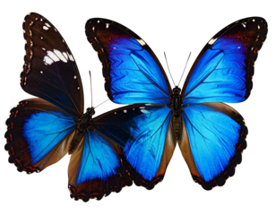 Two vibrant blue butterflies with intricate wing patterns