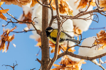 bird on a tree