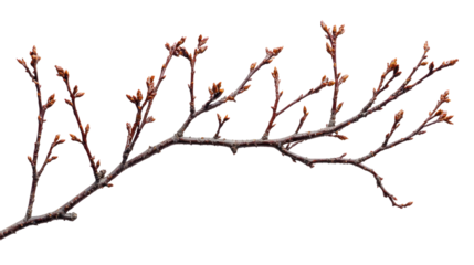 A branch with budding leaves against a white background.