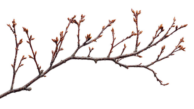 A branch with budding leaves against a white background. - Powered by Adobe