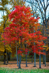 Naklejka premium Single Red Maple Tree in Autumn Forest with Vertical Trunks