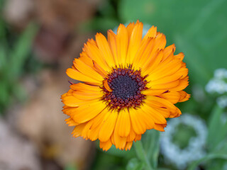 Macro of a Wild and great Orange kind of Marigold in Autumn. High quality photo