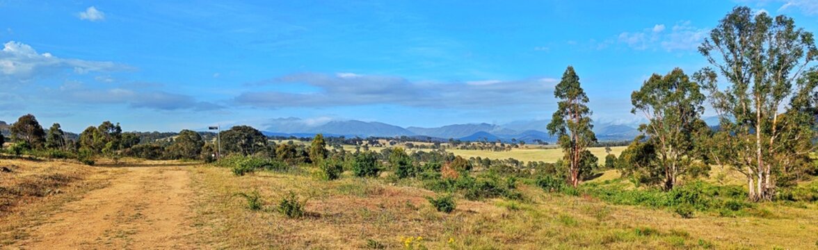 Rolling grassy fields with scattered shrubs and eucalyptus trees in the Canberra Region. 