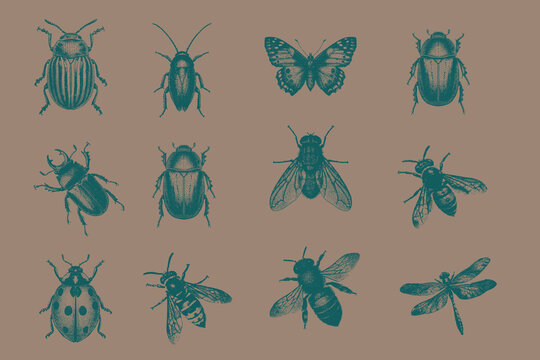 Vintage halftone collection. Trendy retro Wasp, Housefly, Potato Beetle, Ladybug, June Beetle, Cockroach, Stag Beetle, Butterfly, Dragonfly, Honey Bee. vector illustration.