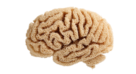 A close-up view of a brain coral shows a detailed pattern of curving lines and shapes in a natural light