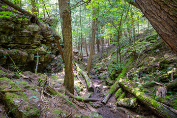 Shaded forest trail with rocks, moss, fallen logs and trees in summer light. Natural woodland environment with rich greenery and rugged terrain.
