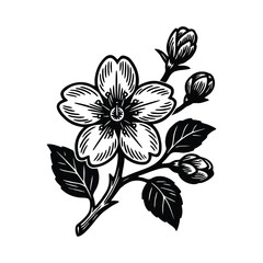 cherry blossom flower, buds, and leaves.