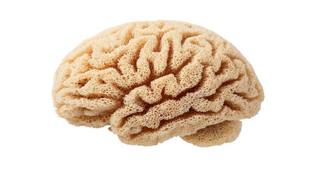 A close-up view of a brain coral shows a detailed pattern of curving lines and shapes in a natural light
