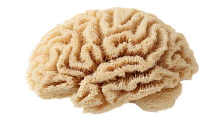 A close-up view of a brain coral shows a detailed pattern of curving lines and shapes in a natural light