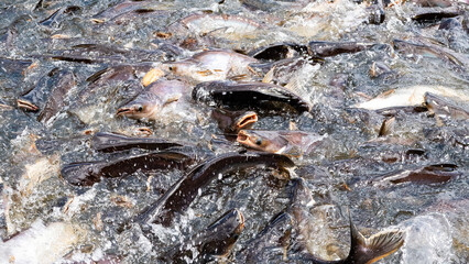 bangkok city canals river buildings traditional architecture busy smog capital