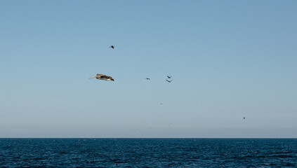 Pelican Glide Over California Coast