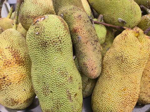 A pile of large, unripe Cempedak or Jackfruit, showing the characteristic thorny, bumpy green skin texture.