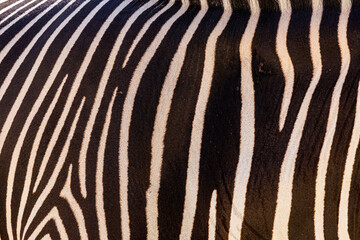 Close-up of natural zebra skin fur, black and white striped pattern--backgrounds, surfaces, and graphic resources. © CaptureNature