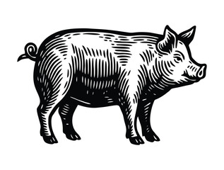 Classic woodcut style illustration of a fully grown standing pig.