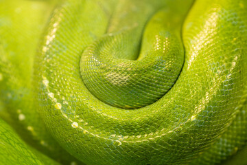 Close-up of green tree python snake skin--surfaces, backgrounds, graphic resources.