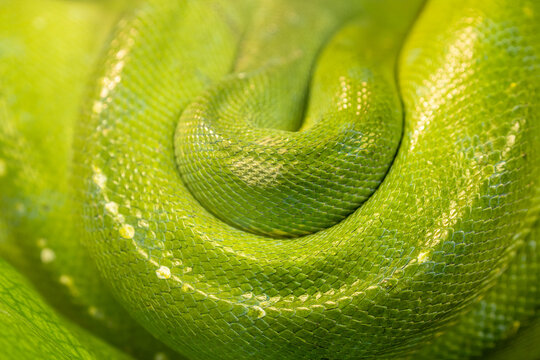 Close-up of green tree python snake skin--surfaces, backgrounds, graphic resources.