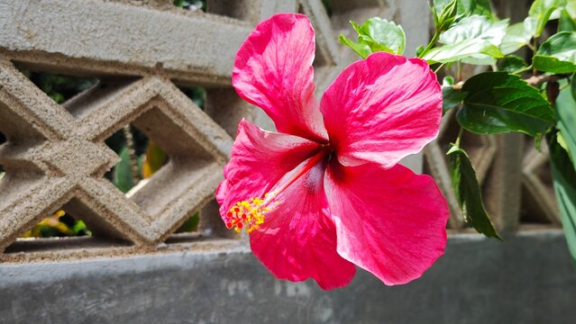 Blossom Bunga Raya or Hibiscus, the national flower of Malaysia.