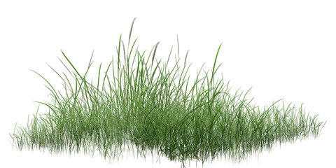 Fototapeta premium grass isolated on white background