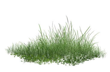grass isolated on white background/Fresh green grass and wild plants isolated on a white background, showcasing natural texture and vibrant outdoor growth.