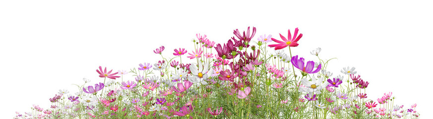 lavender flowers isolated on white background/Colorful blooming cosmos flowers isolated on a white background, showcasing vibrant petals and natural garden beauty.