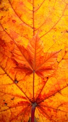 Close-up of fallen autumn leaves with vibrant yellow, orange, and red hues displayed