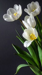 Obraz premium Close-up of four white tulips with green leaves against a dark gray background