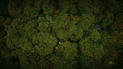 Lush Green Moss Surface Texture Forest Floor Covering