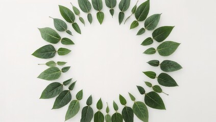 Green Eucalyptus Leaves Circle Frame On White Backdrop