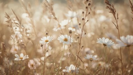 Dreamy Daisy Field In Golden Sunlight Soft Focus