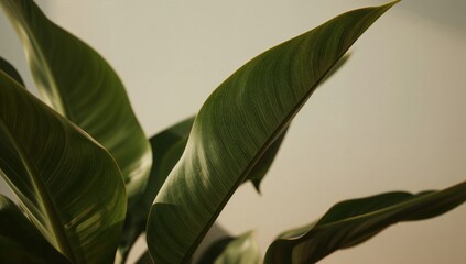 Exotic Green Leaves Close-up Tropical Foliage Detail