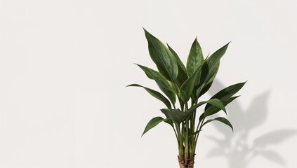 Elegant Cast Iron Plant Featuring Lush Green Foliage