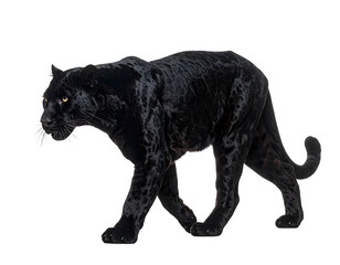 Fototapeta premium Side view of a black leopard walking away, Panthera pardus isolated on transparent png