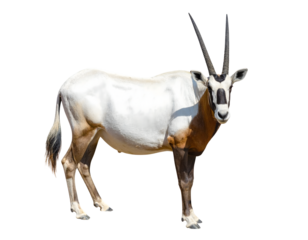 Oryx gazella or gemsbok isolated on transparent png