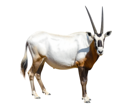 Oryx gazella or gemsbok isolated on transparent png