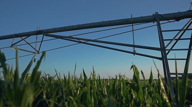 corn field irrigation system machinery greenery crops