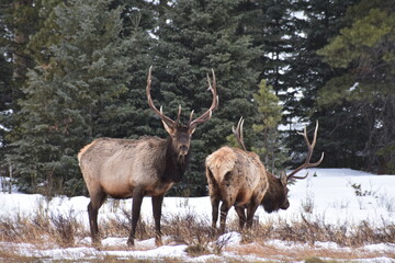 elk in yellowstone national park
