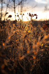 Dogrose shrub at sunset in fall season. Rose hips with withered leaves in rays of early morning sun in late autumn, soft focus. 