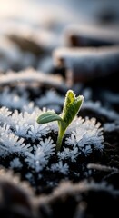Close-up of a young green plant sprouting through frost-covered ground on a cold winter morning with sunlight illuminating the scene