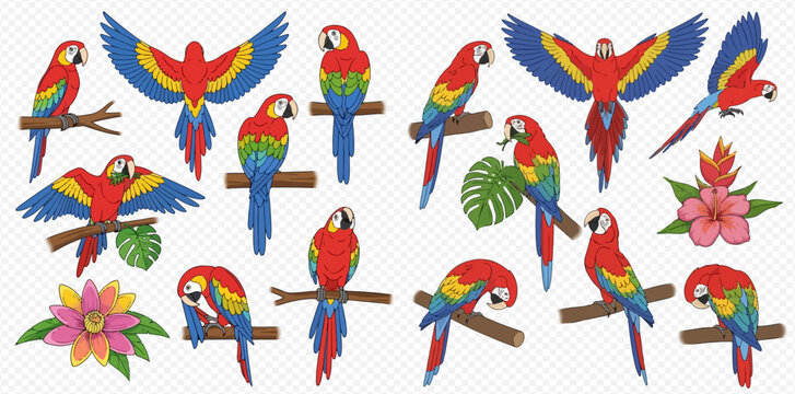 Set of vibrant cartoon scarlet macaws perched on branches and flying, accompanied by exotic flowers and leaves, on a transparent background.