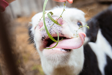 The calf sticks out its tongue and reaches for fresh grass.