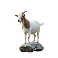 Fototapeta premium Goat standing on a white background surrounded by nature and farm elements