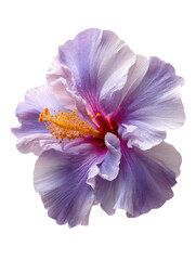 Delicate lilac hibiscus flower with orange stamen on black background
