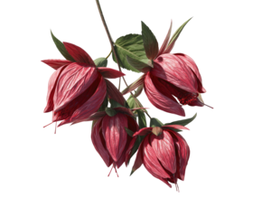 Three drooping red flowers with green leaves, painted effect