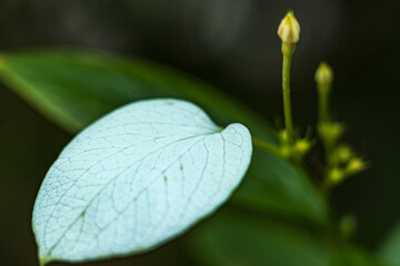 水辺に咲く水芭蕉の花